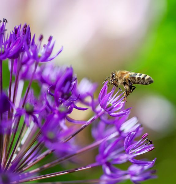 Une abeille vole vers une fleur d'ail d'ornement par ManfredFotos