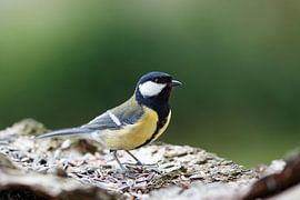 Kohlmeise auf Futtersuche von Rolf Pötsch