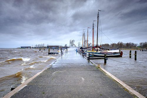 Storm at the Booze female at the Lauwersmeer in Lauwersoog