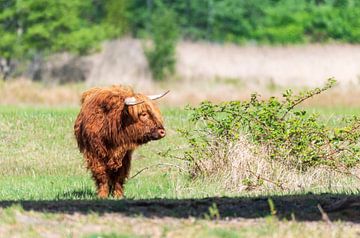 Schotse hooglander als grote grazer van Merijn Loch