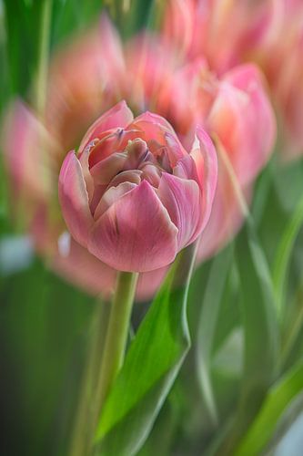 Tulp roze met dubbele belichting