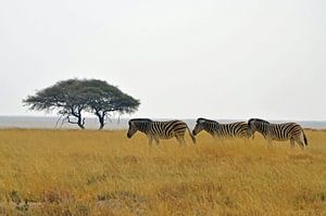 Zebras on the move in Etosha National Park by Renzo de Jonge