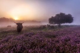 Zonsopkomst bij Westerheide Hilversum met zijn Schotse Hooglanders van Dennisart Fotografie