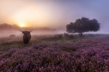 Lever de soleil à Westerheide Hilversum avec ses Scottish Highlanders