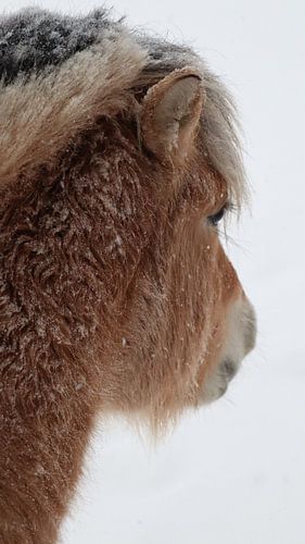 Elmo, der norwegische Fjord in Winterruhe von Fields Sweden