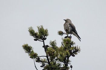 Vogel auf der Spitze eines Baumes
