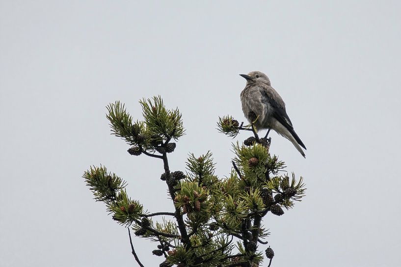 Bird on top of tree by Kimberley Helmendag