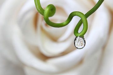  White rose caught in drop