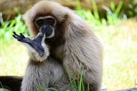 A day at the zoo to lick your fingers at