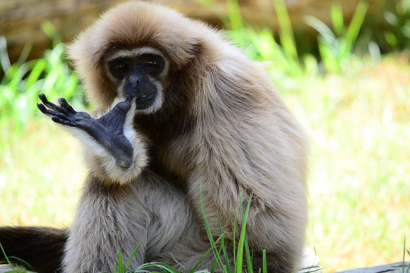 Ein Tag im Zoo, um die Finger zu lecken. von Quint Wijnhoven