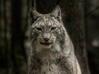 lynx