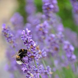 Bumblebee on lavender by Mirthe Groen