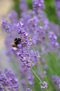 Bumblebee on lavender by Mirthe Groen