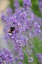 Bumblebee on lavender by Mirthe Groen thumbnail