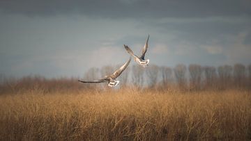 Wegvliegende eenden in een herfst landschap in de Oostvaardersplassen van Jan Hermsen