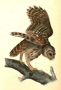 Uil, Barred Owl., Audubon, John James, 1785-1851