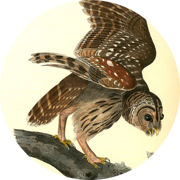 Uil, Barred Owl., Audubon, John James, 1785-1851
