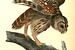 Uil, Barred Owl., Audubon, John James, 1785-1851 van Liszt Collection