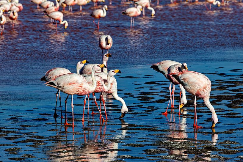 The flamingos of Laguna Colorada by Roland Brack