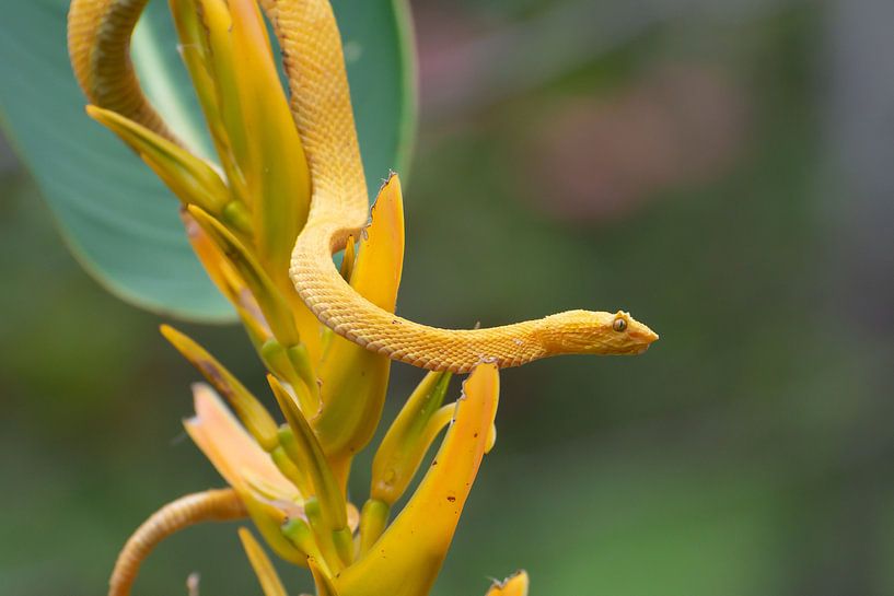 Schlange Costa Rica von Merijn Loch