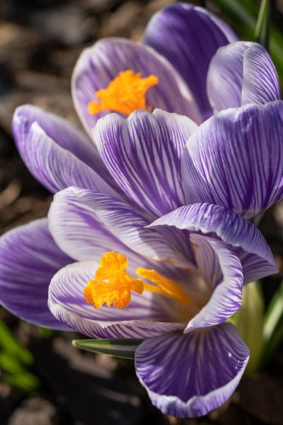 Crocuses (Crocus) by Alexander Ludwig