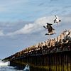 Seevögel auf Norderney von Catrin Grabowski