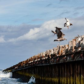 Oiseaux de mer sur Norderney sur Catrin Grabowski