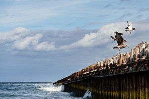 Seevögel auf Norderney