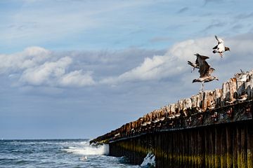 Zeevogels op Norderney van Catrin Grabowski