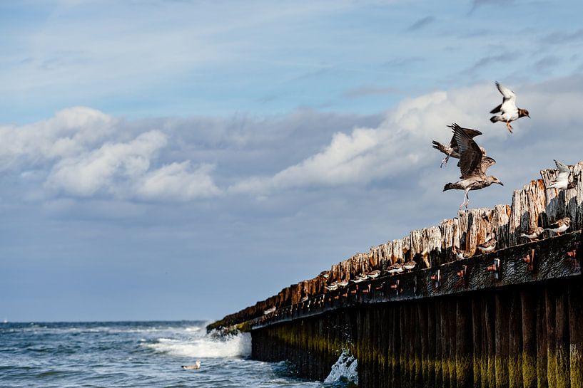 Seabirds on Norderney by Catrin Grabowski