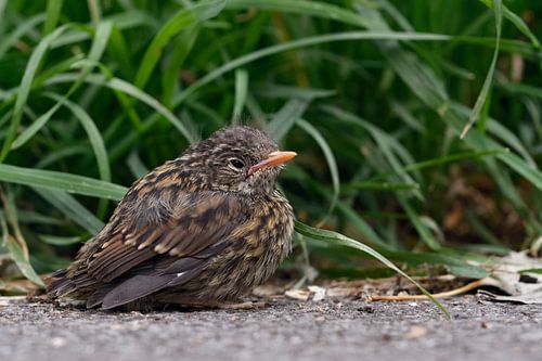 Jeune au nid ... Accenteur mouchet *Prunella modularis