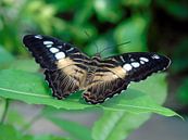 Parthenos sylvia ( Tropische vlinders ) Collectie 2018 van Jan van Bruggen thumbnail