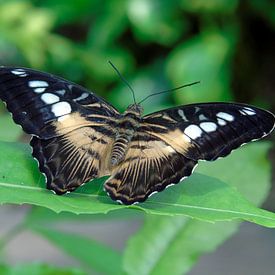 Parthenos sylvia ( Tropische vlinders ) Collectie 2018 von Jan van Bruggen