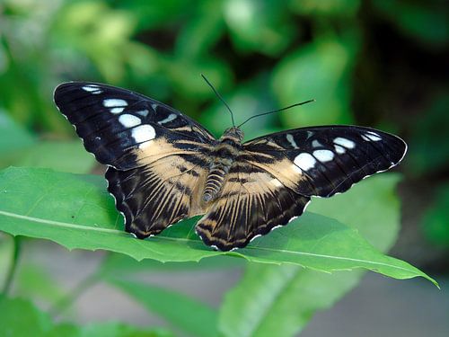Parthenos sylvia ( Tropische vlinders ) Collectie 2018 van Jan van Bruggen