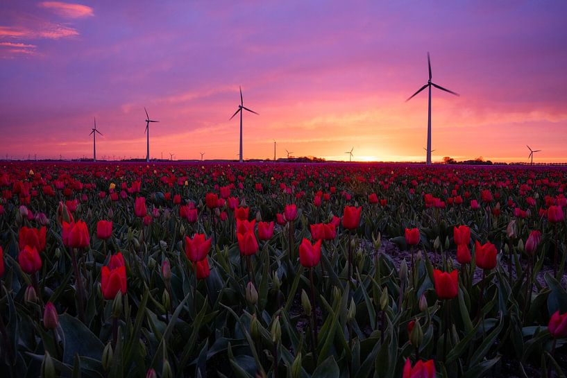 Dutch tulips at a Gorgeous Sunset. by Jelle Bakker