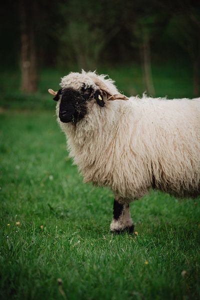 Walliser zwartneus schapen op de rand van Leo Schindzielorz