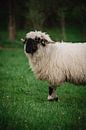 Walliser zwartneus schapen op de rand van Leo Schindzielorz thumbnail