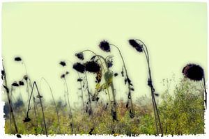 Herbst abstrakt - Sonnenblumenfeld