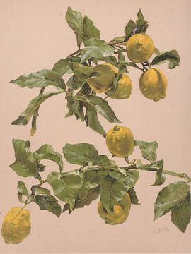 Aquarel van een citroenboom, Alice Bailly