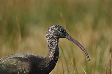 Zwarte ibis van Arno Niehof