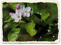 Blossem