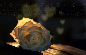 Valentinsrose 