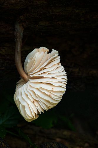 Schöner Pilz von Wendy van der Klift-Bartelings