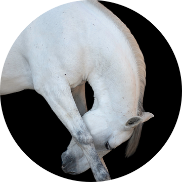 Fine-art wit buigend paard van Rochelle Van rees
