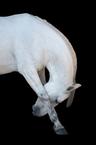 Fine-art white bending horse