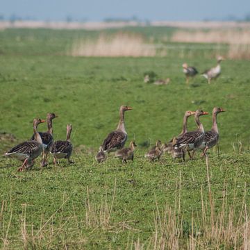 Goose family on travel von Roel Van Cauwenberghe