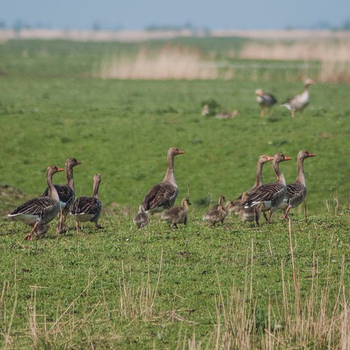 Familie gans op pad