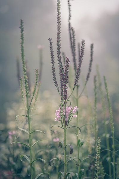 Blumen Teil 228 von Tania Perneel