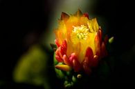 Kaktusblüte von Ellen de Ridder Miniaturansicht