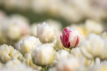 Red with white peony tulip by David van der Schaaf